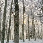 Le Des Forets Enchantees *